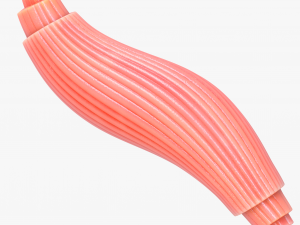 Skeletal Muscle Fiber Cross Section Anatomy 3D Model