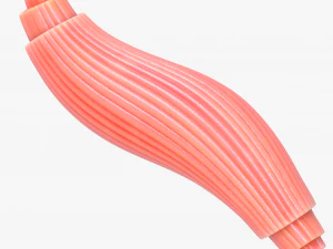 Skeletal Muscle Fiber Cross Section Anatomy 3D Model