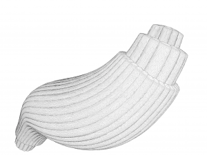 Skeletal Muscle Fiber Cross Section Anatomy 3D Model