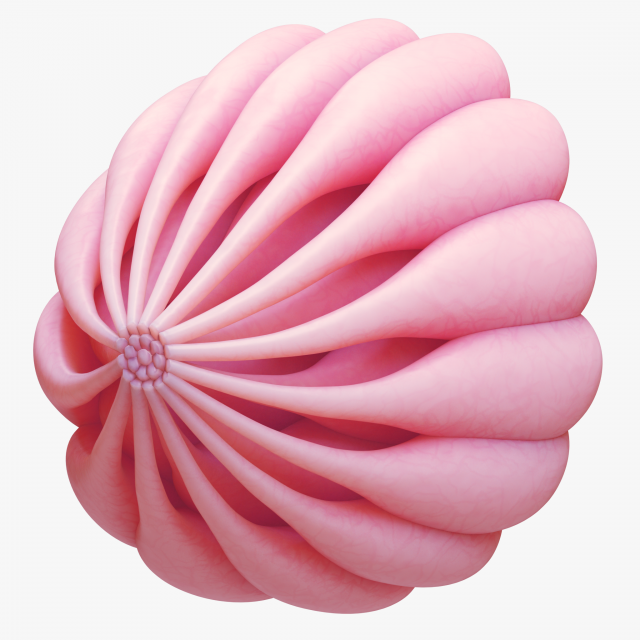 Mammary Gland Anatomy 3D 模型 .c4d .max .obj .3ds .fbx .stl .blend 
