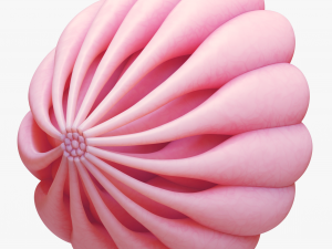 Mammary Gland Anatomy Modèle 3D