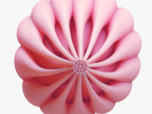 Mammary Gland Anatomy 3D 模型