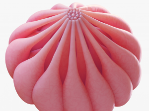 Mammary Gland Anatomy 3D 模型