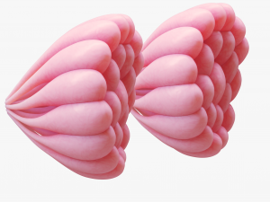 Mammary Gland Anatomy 3D 模型