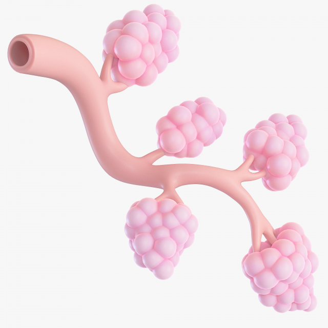 Breast Lactiferous Duct Anatomy 3D Модель .c4d .max .obj .3ds .fbx .stl .blend 