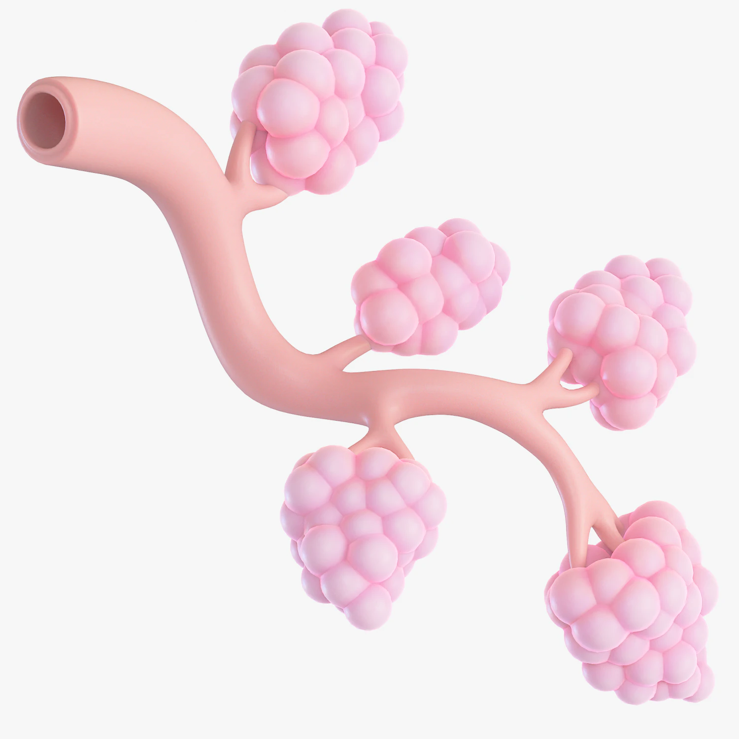 Breast Lactiferous Duct Anatomy 3D Model .c4d .max .obj .3ds .fbx .stl .blend 