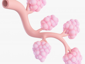 Breast Lactiferous Duct Anatomy 3D Model