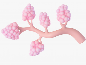 Breast Lactiferous Duct Anatomy 3D Модель