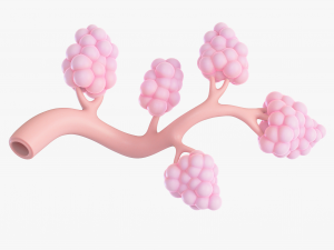 Breast Lactiferous Duct Anatomy 3D Модель
