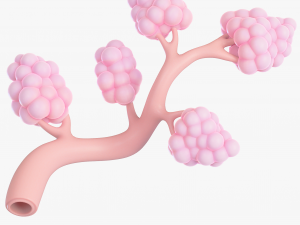 Breast Lactiferous Duct Anatomy 3D Модель