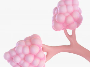 Breast Lactiferous Duct Anatomy 3D Model