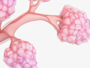 Breast Lactiferous Duct Anatomy 3D Model