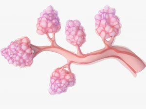 Breast Lactiferous Duct Anatomy 3D Model