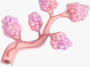 Breast Lactiferous Duct Anatomy 3D Model