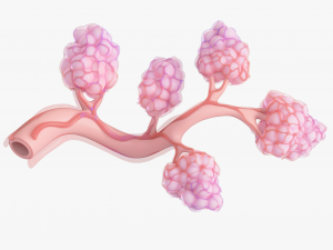 Breast Lactiferous Duct Anatomy 3D Модель