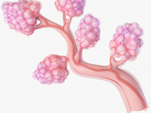 Breast Lactiferous Duct Anatomy 3D Модель