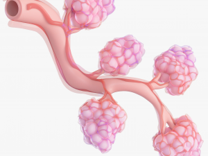 Breast Lactiferous Duct Anatomy 3D Модель