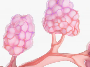 Breast Lactiferous Duct Anatomy 3D Model
