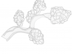 Breast Lactiferous Duct Anatomy 3D Модель