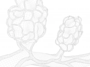 Breast Lactiferous Duct Anatomy 3D Model