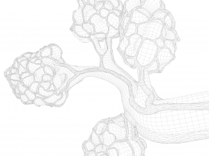 Breast Lactiferous Duct Anatomy 3D Модель