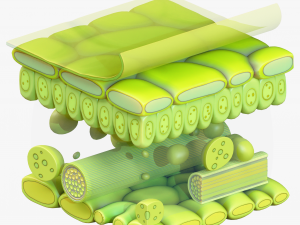 Leaf Anatomy Layers Structure 3D Model