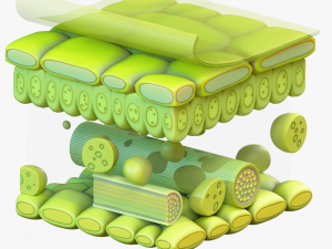 Leaf Anatomy Layers Structure 3D Model