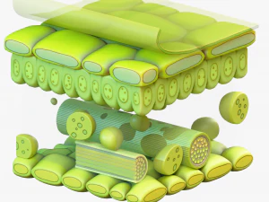 Leaf Anatomy Layers Structure 3D Model