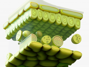 Leaf Anatomy Layers Structure 3D Model