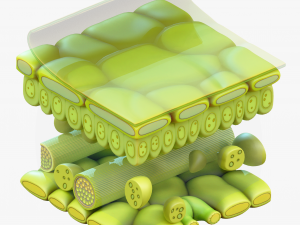 Leaf Anatomy Layers Structure 3D Model