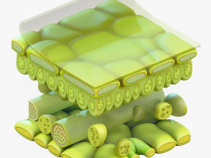 Leaf Anatomy Layers Structure 3D Model