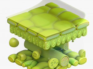 Leaf Anatomy Layers Structure 3D Model
