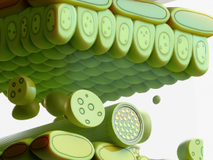 Leaf Anatomy Layers Structure 3D Model