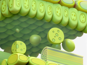 Leaf Anatomy Layers Structure 3D Model