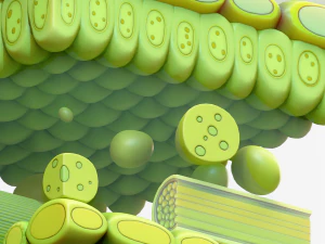 Leaf Anatomy Layers Structure 3D Model