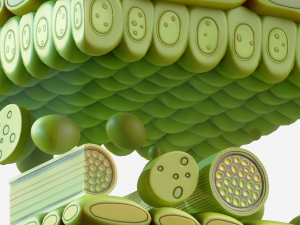 Leaf Anatomy Layers Structure 3D Model