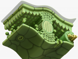Leaf Anatomy Layers Structure Modelo 3D