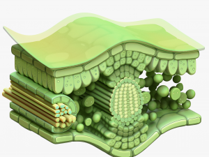 Leaf Anatomy Layers Structure Modelo 3D