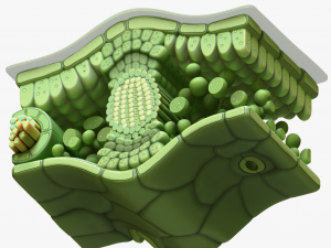 Leaf Anatomy Layers Structure Modelo 3D