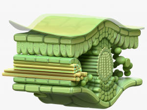 Leaf Anatomy Layers Structure Modelo 3D