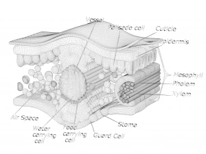 葉の解剖学的層構造 3Dモデル