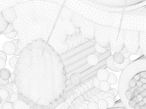 葉の解剖学的層構造 3Dモデル