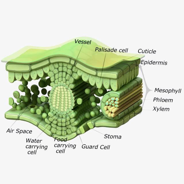 Leaf Anatomy Layers Structure 3D Model