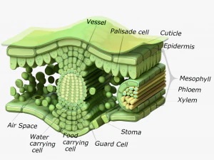 Структура слоев анатомии листа 3D Модель