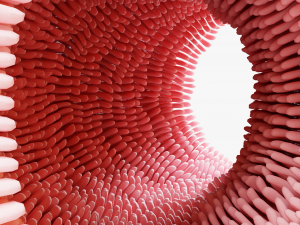 Intestinal villi Animation 3D Model