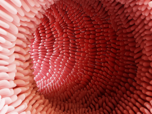 Intestinal villi Animation 3D Model
