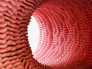 Intestinal villi Animation 3D Model