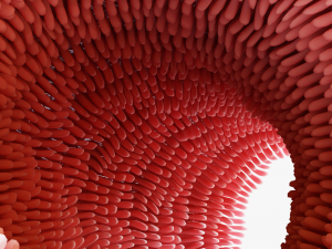 Intestinal villi Animation 3D Model