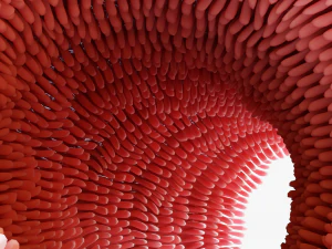 Intestinal villi Animation 3D Model