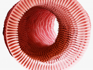 Intestinal villi Animation 3D Model